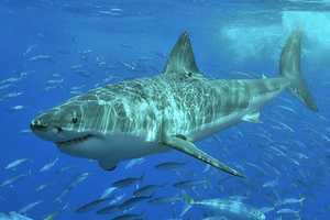 Great White Shark Spotted Off Montauk: Watch Drone Footage