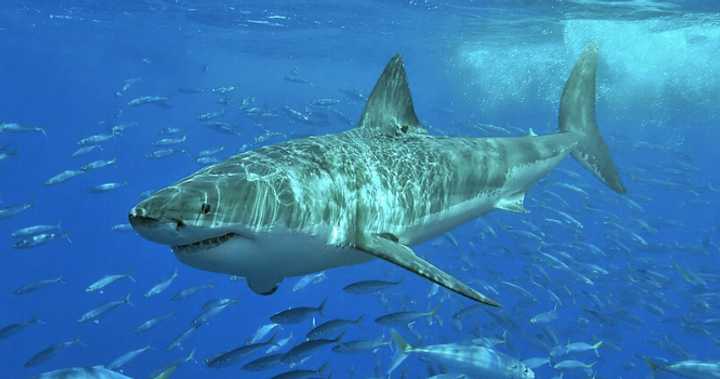 A file photo of a great white shark.