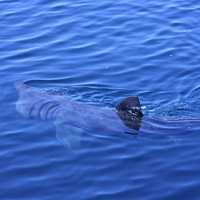 Massive 20-Foot Shark Caught On Video Near Boaters Off Northeast Coast