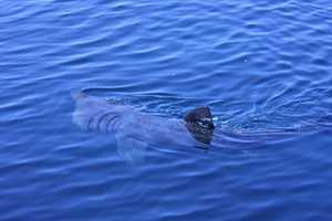 Massive 20-Foot Shark Caught On Video Near Boaters Off Northeast Coast