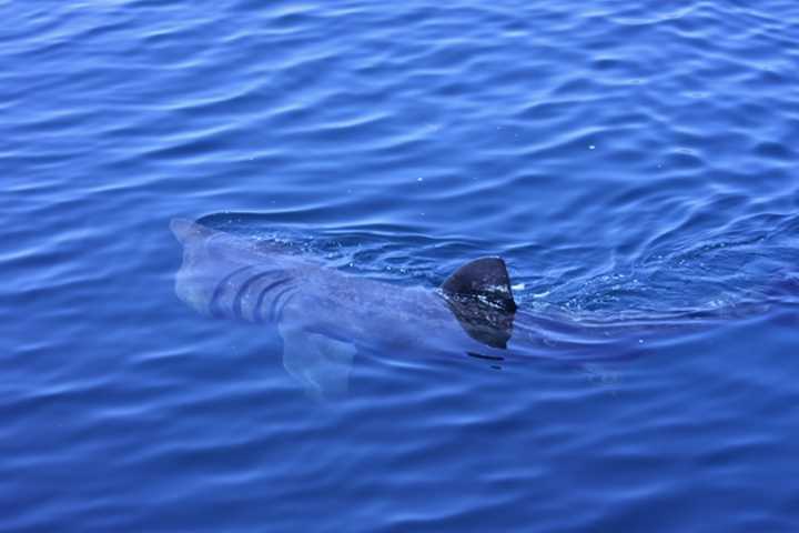 Massive 20-Foot Shark Caught On Video Near Boaters Off Northeast Coast