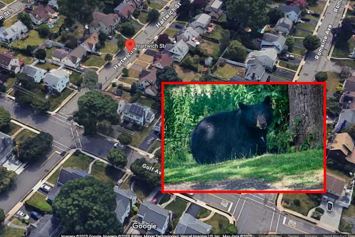 Bear Spotted Wandering Through Maywood, Hackensack, Paramus