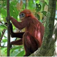 Woman, 2 Men Paid People To Produce Videos Of Monkeys Being Tortured, DOJ Says