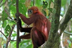 Woman, 2 Men Paid For Videos Of Monkeys Being Tortured, DOJ Says