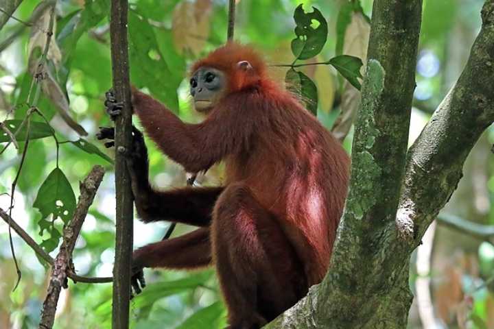 Woman, 2 Men Paid For Videos Of Monkeys Being Tortured, DOJ Says