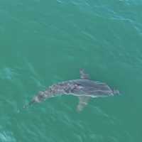 Great White Shark Spotted Off New England Coast In Striking Drone Video: Watch