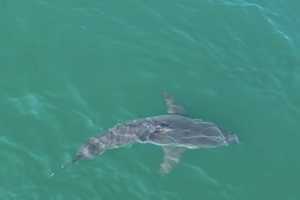 Great White Shark Spotted Off Northeast Coast In Striking Drone Video: Watch