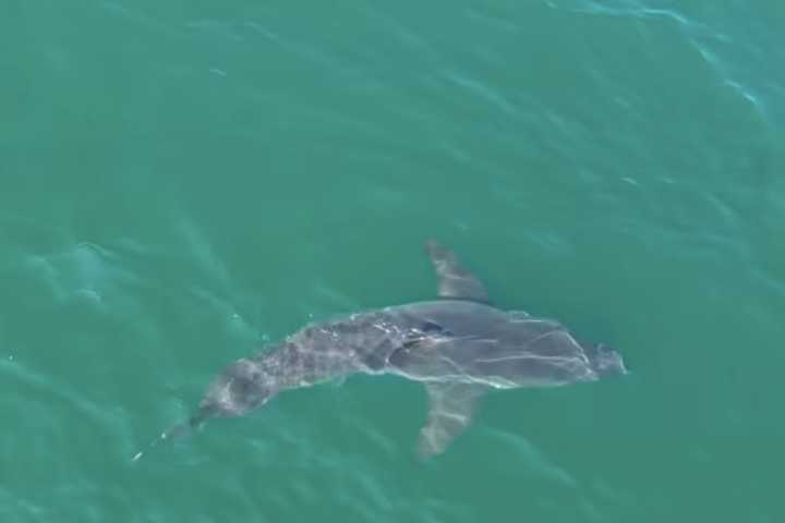 Great White Shark Spotted Off Northeast Coast In Striking Drone Video: Watch