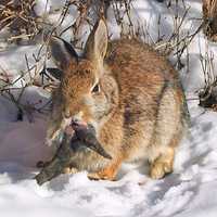 ‘Zombie’ Rabbits With Bizarre Horns Alarm, Confuse Colorado Residents