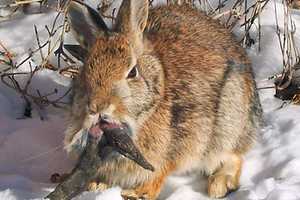 ‘Zombie’ Rabbits With Bizarre Horns Alarm, Confuse Colorado Residents