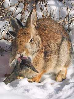 ‘Zombie’ Rabbits With Bizarre Horns Alarm, Confuse Colorado Residents