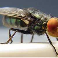 Painful Flesh-Eating Parasite Case Marks First For US In Years