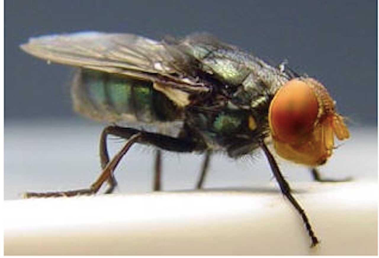 Maryland Probes Rare Flesh-Eating Parasite New World Screwworm Case