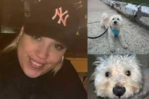 Wrong-Way Speeding Driver Kills Woman, 40, Walking Dog In Newark: Prosecutor