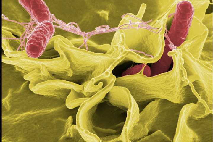 CDC Reportedly Reduces Scope Of Foodborne Illness Tracking