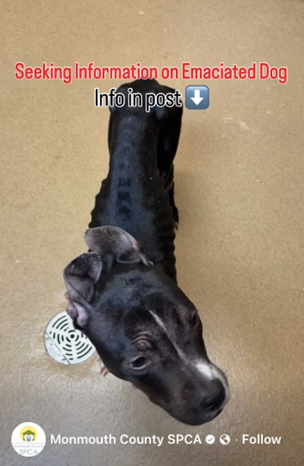 A severely emaciated dog was found in Wall, now rescuers are looking for answers. A severely emaciated dog was found in Wall, now rescuers are looking for answers.