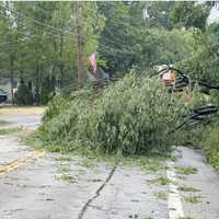 <p>A downed tree. </p>