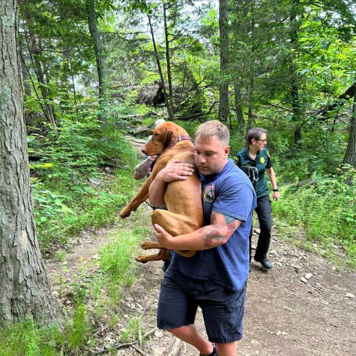 Dog Bitten By Snake Rescued From CT State Park | Plainfield Daily Voice