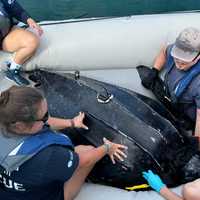 <p>New England Aquarium Anderson Cabot Center for Ocean Life scientists and members of the Aquarium's Animal Health team and Sea Turtle Rescue and Rehabilitation helped the six-foot-long turtle.</p>