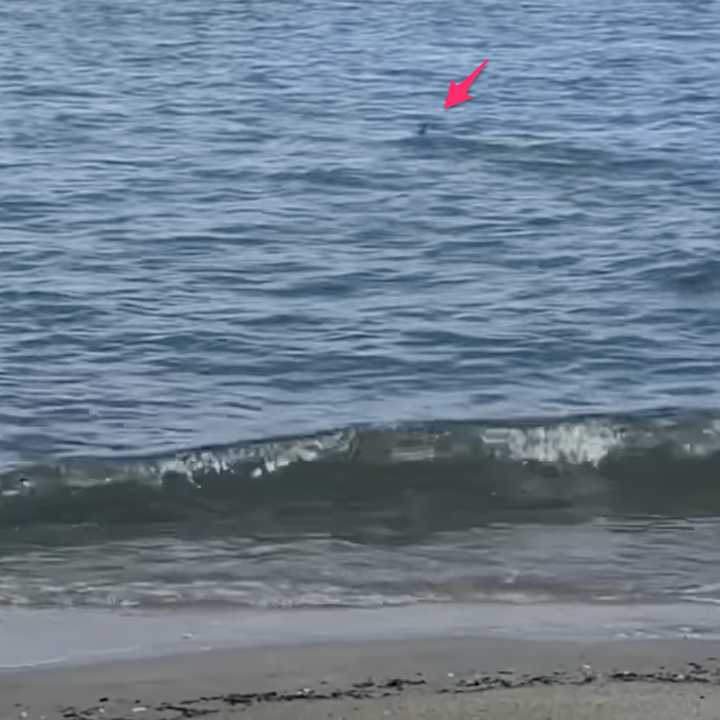 The shark was spotted in Beverly Beach in Anne Arundel County.