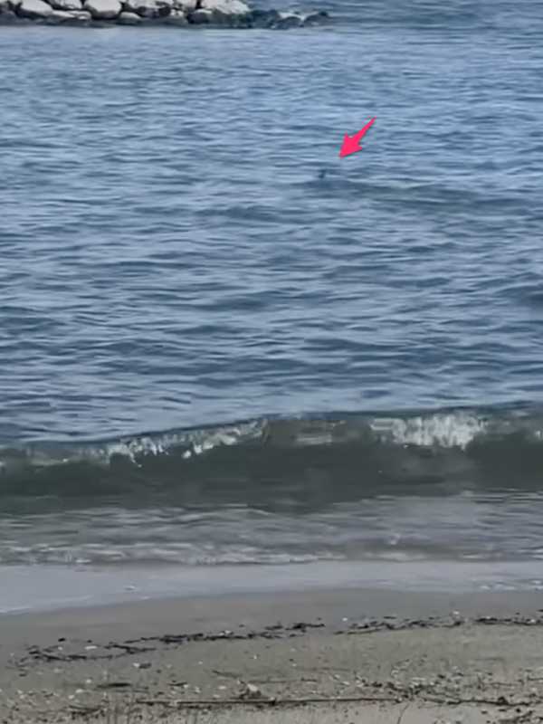 Shark Sighting Reported Off Popular Maryland Beach (VIDEO)