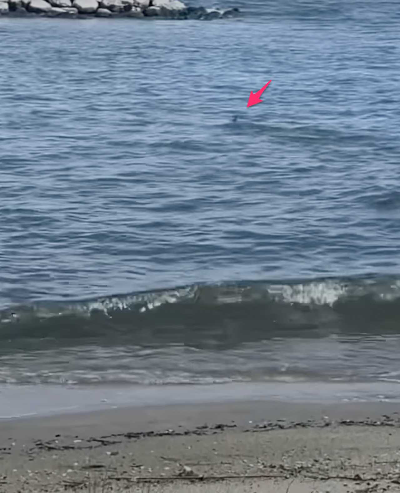 Record Breaking Shark Sighting: Tourist Warning Issued For Popular Vacation Spot - sbk0lsp