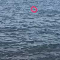 <p>The shark was spotted in Beverly Beach in Anne Arundel County.</p>