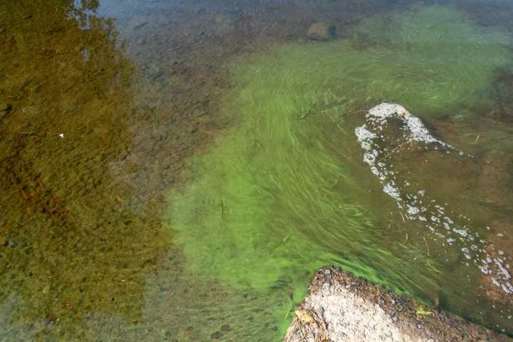 Algae Bloom Closed Popular State Park Beach In Region To Swimming