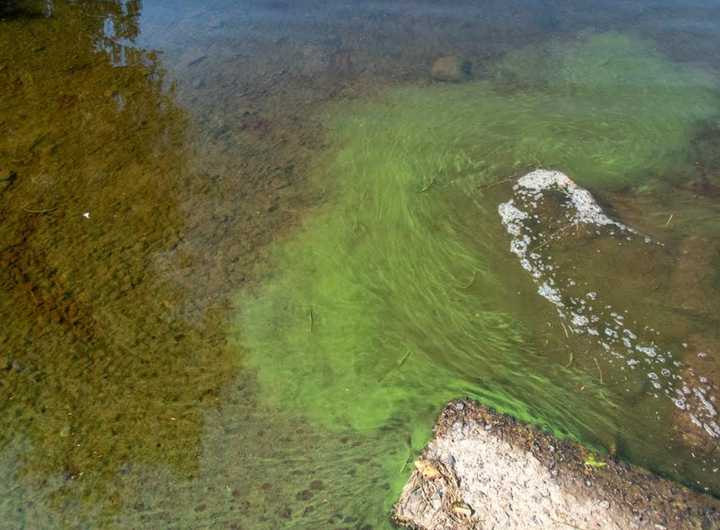 The algae bloom.