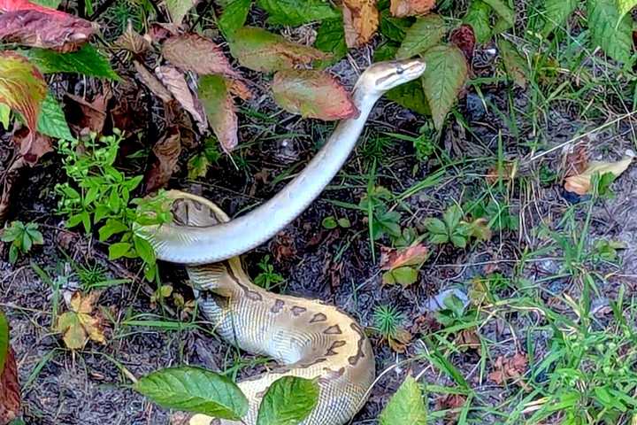 Did You Lose A Giant Snake At CT Landmark? Police Want A Word