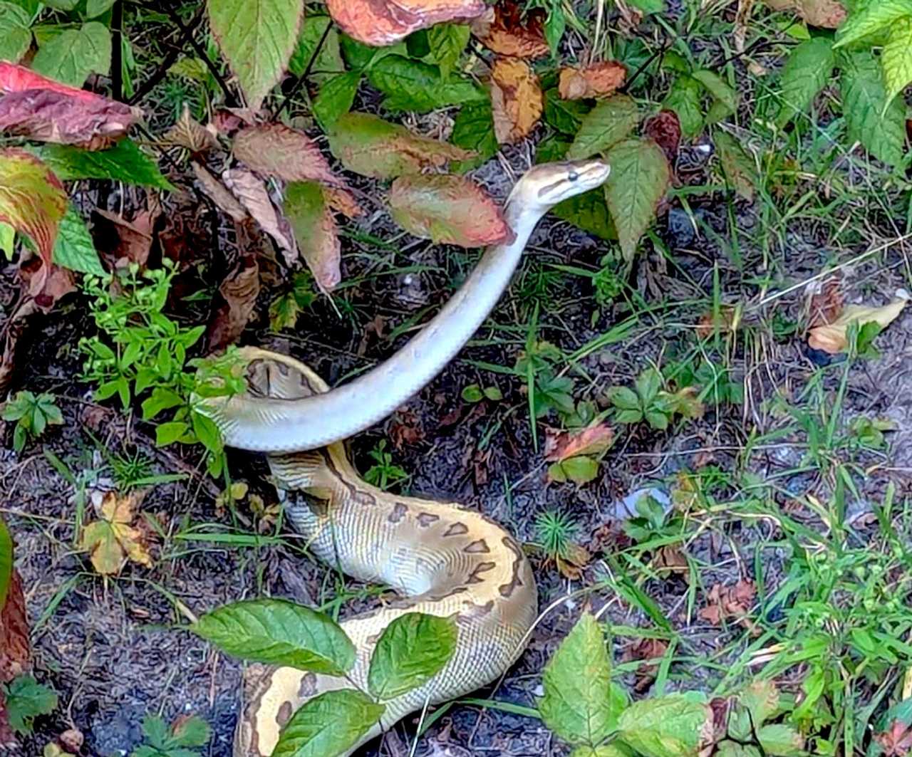 Did You Lose A Giant Snake At CT Landmark? Police Want A Word Old