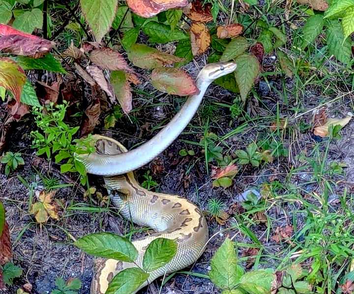 This ball python was left at Nepaug Reservoir off Route 202 in Canton on Friday, Sept. 13. 
  
