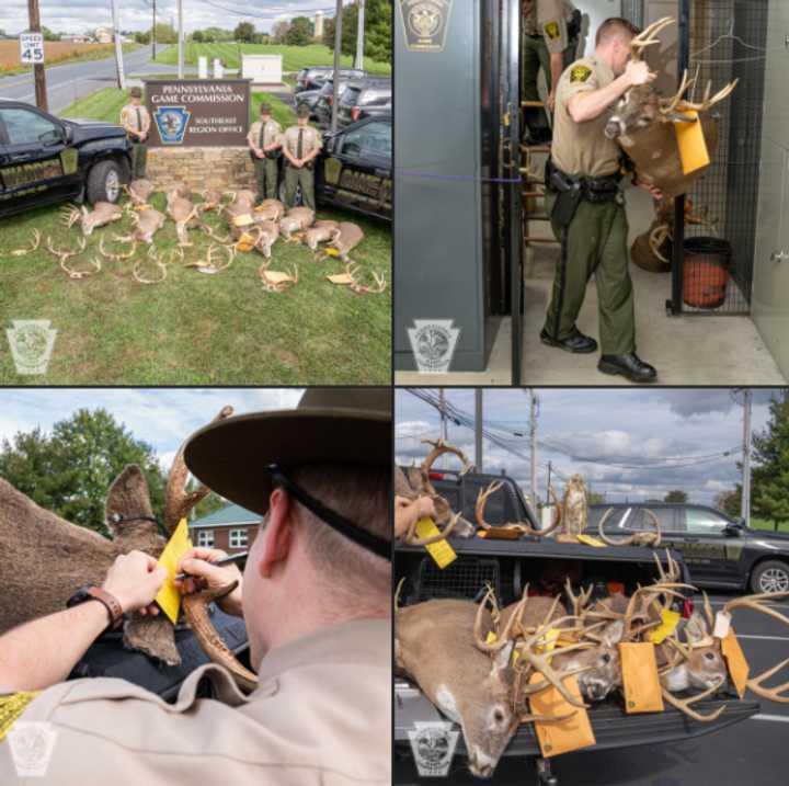 The deer antler trophies the accused poachers collected. 