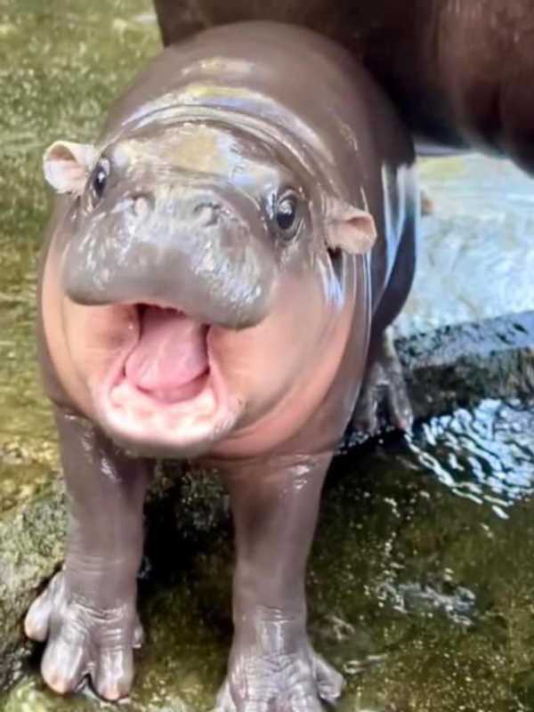 Internet Roasts PA Gov't For Using Viral Hippo Moo Deng To Promote Mail-In Ballots