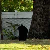 Black Bear Spotted In Hudson Valley Backyard