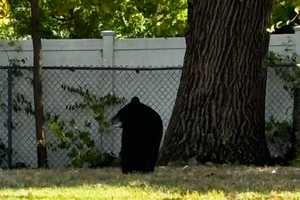 Black Bear Spotted In Hudson Valley Backyard