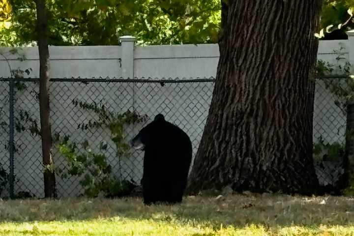 Black Bear Spotted In Rockland County Backyard