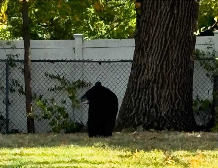 The bear in the backyard of a New City home.&nbsp;