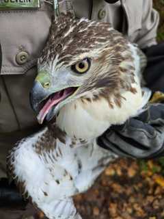 Poisoned Hawk Found By Hiker In Montgomery County: Police