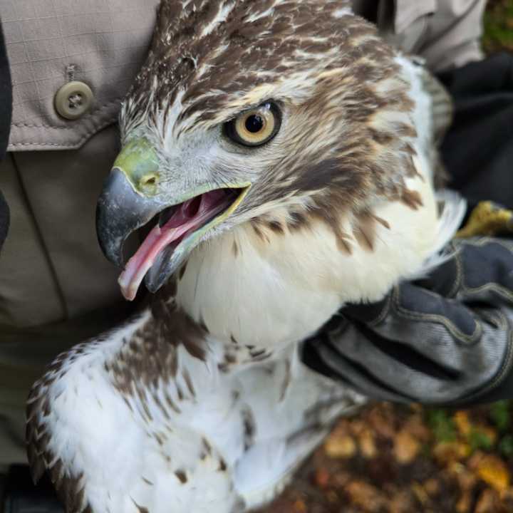 A poisoned red-tailed hawk rescued on Wednesday, Sept. 25, 2024 by Officer Brian Devlin, the Animal Warden for the Lower Merion Township Police Department.