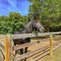 <p>A horse at Annestes Farm</p>