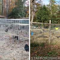 <p>An illegal cockfighting ring was uncovered earlier this month resulting in several felony warrants.</p>