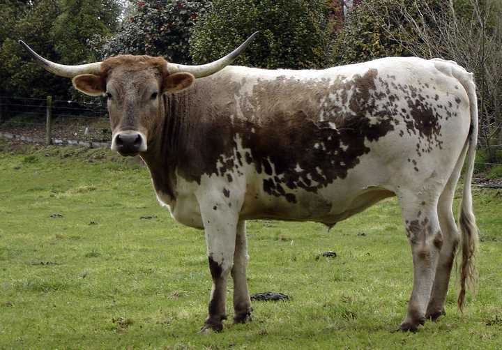 A steer. 