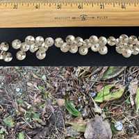 Pets Endangered: Tacks Found Scattered in Dog-Walking Area In Southeast