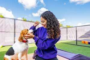 Hudson Valley Welcomes Central Bark: A New Destination for Dog Care With Emphasis On Quality