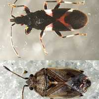 Rare Bugs Intercepted at Dulles International Airport: First-In-Port, Decades-Old Find: CBP