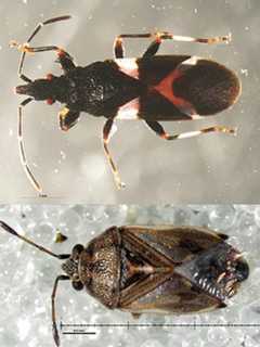 Rare Bugs Intercepted at Dulles International Airport: First-In-Port, Decades-Old Find: CBP