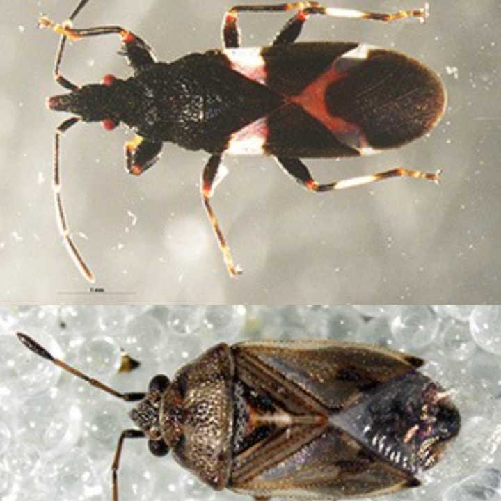 Oxycarenus maculatus (top) and&nbsp;Caprhiobia sp. (Lygaeidae)