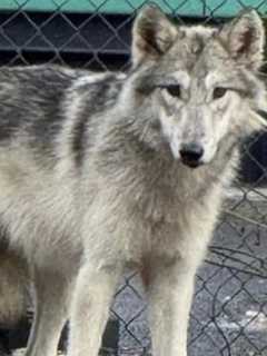 Wolf-Dog Captured In PA Using Soccer Net Taken To NJ Sanctuary