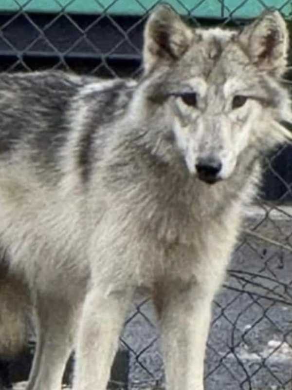 Wolf-Dog Captured In Bucks Using Soccer Net Taken To NJ Sanctuary